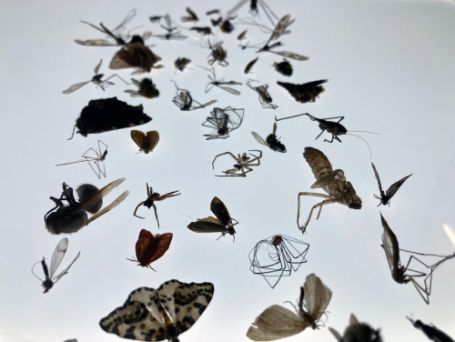 1 insects on ohp trans