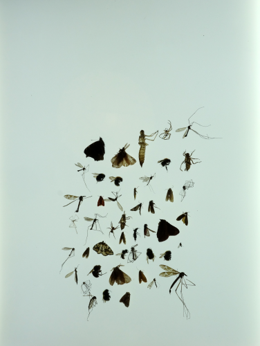 2 insects dig animation