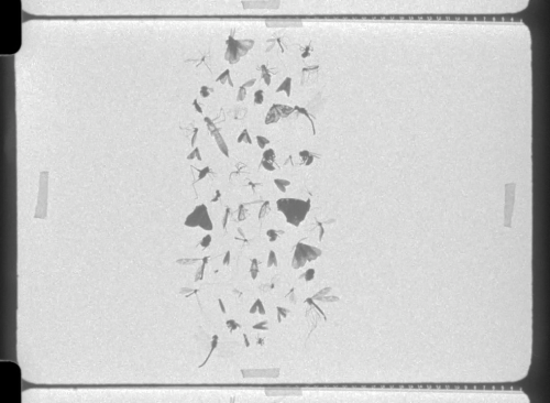 insects 16mm still