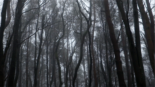 te still woods in mist