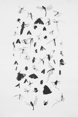 insects