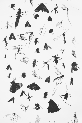 insects